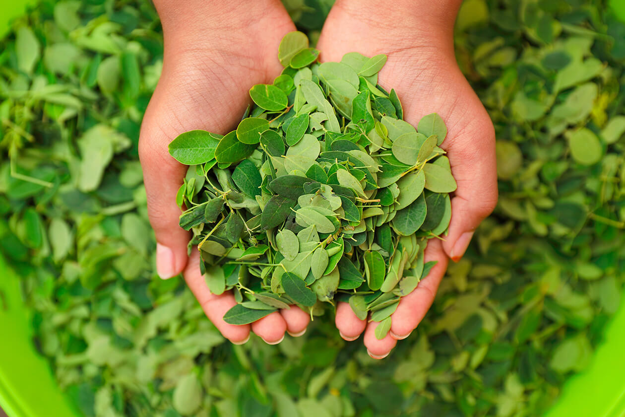 まっすぐに育てられたものを、
まっすぐに届けたい。