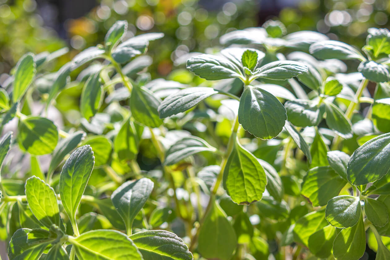 知る人ぞ知る、
“からだの声”に寄り添う植物。